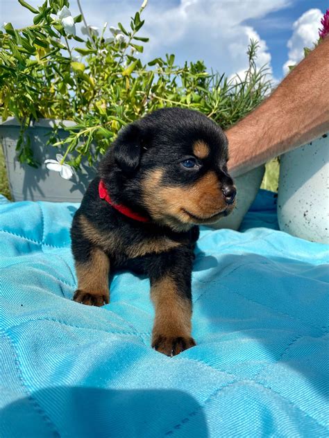 rottweiler puppies alabama|south alabama rottweiler for sale.